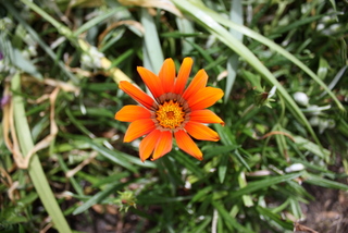 Photo taken from Mum's garden in Lavers Hill