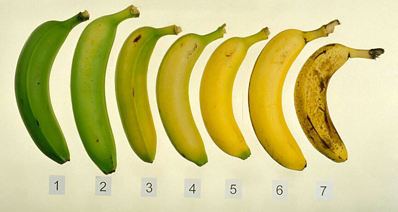 banana ripening chart 