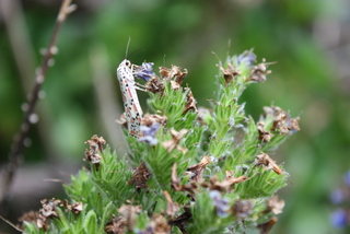 Photo from mum and dad's garden, Lavers Hill
