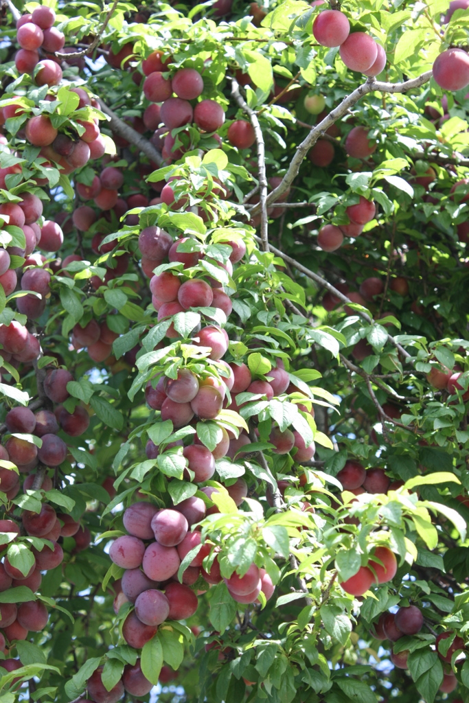 The plums on the tree