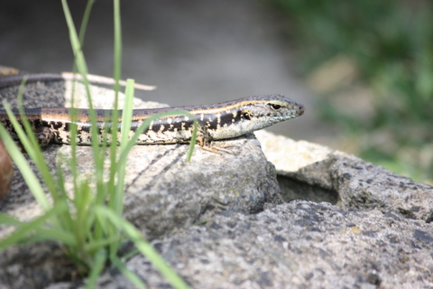 The resident lizard