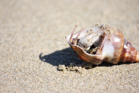A hermit crab