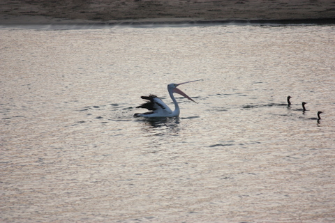 A pelican sorting out pecking heirachy