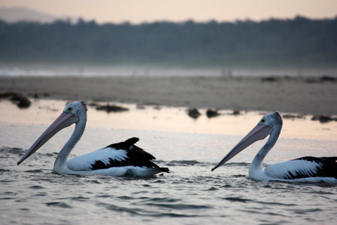 A pelican friend flew in