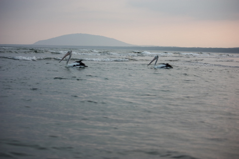 Nice view of pelicans and 7 mile beach, Gerroa