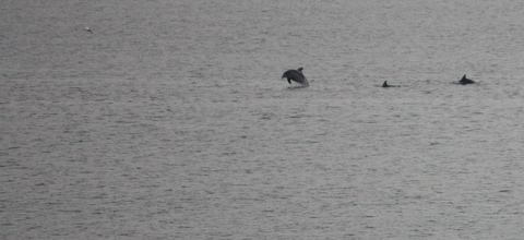 A pod of dolphins fishing, Gerroa