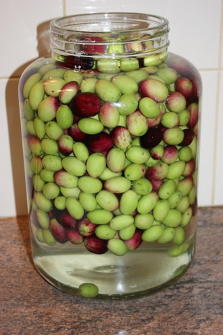 My olives in brine - they need to stay like this for 6 months