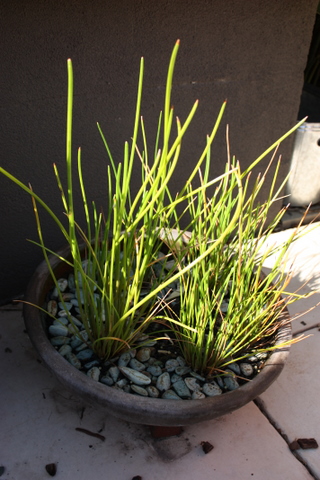 Chinese waterchestnuts - earlier this year 