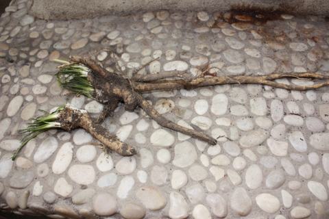 Check out the roots on the horseraddish
