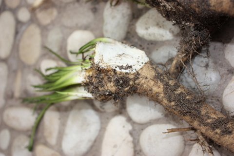 A close up of my horseraddish