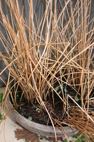 Chinese waterchestnuts - just before I harvested them