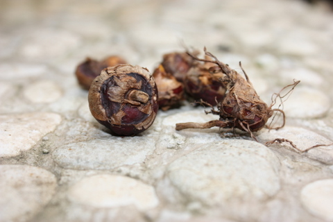Chinese waterchestnuts