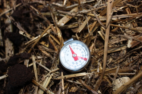 The compost temperature today - Monday 9th August is a cool 16 degrees C